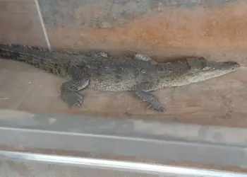 Encuentran a cocodrilo en tortillería en Culiacán