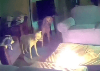 Perro provoca incendio por morder una batería de celular