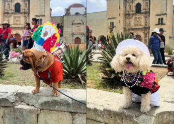Perritos desfilan con trajes típicos y llenan las redes de ternura