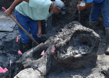 Encuentran cráneo de mastodonte de 13 mil años de antigüedad en un arroyo