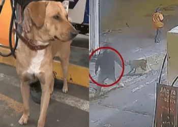 Perrito defiende de un asalto a empleada de una gasolinera