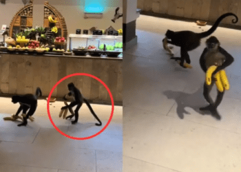 Monos aprovechan el buffet y roban frutas en un hotel de la Riviera Maya