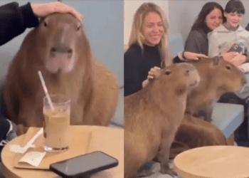 En Moscú abrirán una cafetería con capibaras