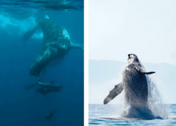 Activistas nadarán por rescate de ballenas jorobadas en México