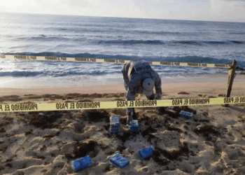 Elementos de la GN encuentran cocaína entre sargazo en Cozumel