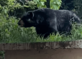 Oso ingresa a universidad en Nuevo León y es grabado por los alumnos