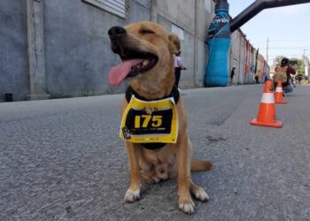 Chicles, el perro maratonista, se retira por una lesión que afecta su carrera