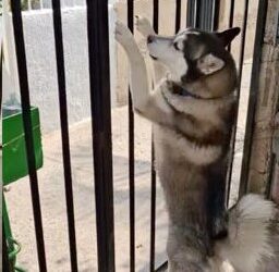 Perrito, el mejor cliente de vendedor de helados