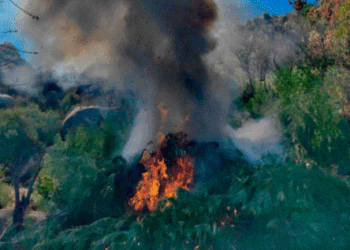 Semar destruye plantío de marihuana en Baja California