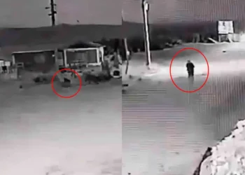 Graban momento en que un perro se convierte en persona