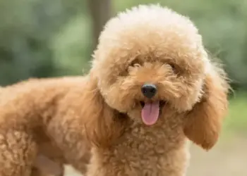 Veterinario esterilizan a perrita por error