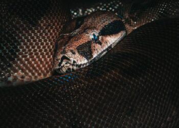 Pitón devora y vomita a anciana en Indonesia