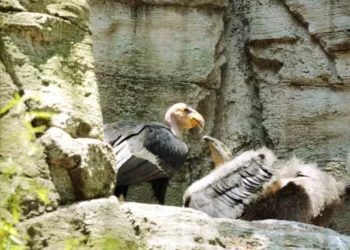 ¡Puedes votar por nombre de crías de cóndores de California!