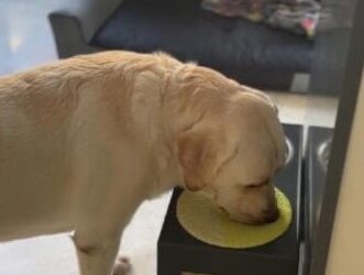 Perrito se seca el hocico después de tomar agua