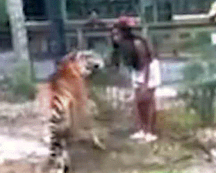 Policía busca a mujer que entró a jaula de tigre en zoológico