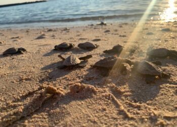 Perros matan a tortugas marinas en playas de BCS