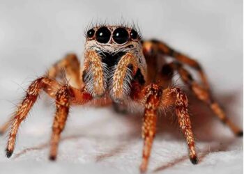 Arrestan a mujer por ahogar en refresco a la araña mascota de su compañera