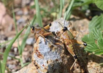 Una plaga de chapulines perjudica los cultivos en Chihuahua