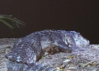 Cocodrilo mata a mujer que nadaba en río