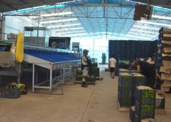 Empacadoras de limón cierran por extorsión del crimen organizado