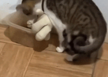 Gatito comparte comida con su peluche