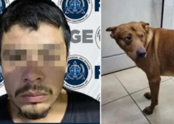 Hombre trata de matar a su perro porque lo cuidaban mejor que a él