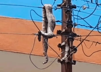 Boa sorprende a los habitantes de Mérida provocando un apagón