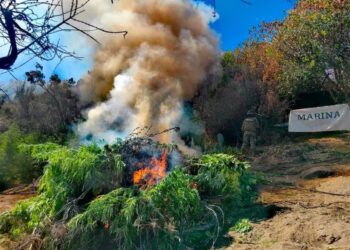 Erradican plantío de marihuana en Baja California con un valor estimado de 205 mdp