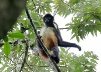 Liberan en Oaxaca a dos monos araña rehabilitados tras ser rescatados del tráfico ilegal