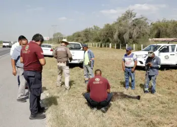 Encuentran a osa atropellada en carretera de Nuevo León