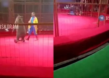 Un oso en patineta atacó a su cuidador durante un espectáculo