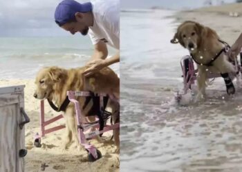 Perrita discapacitada conmueve al mostrar resiliencia y aventurarse en el mar