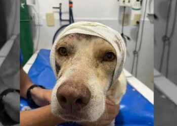 Perrito en Veracruz pierde una oreja tras ataque con machete