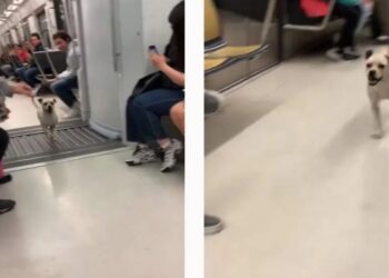 Perrito se roba el show en el Metro de la CDMX