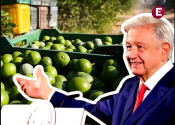 AMLO señaló que Ejército, Guardia Nacional y Policía Estatal protegen a limoneros en Michoacán
