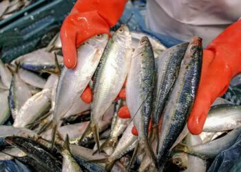 La sardina supera al atún como el marisco más consumido en México