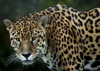 Captan a un Jaguar atacando a un burro en carretera de Hidalgo