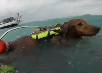 Increíble rescate: Guardia costera pone a salvo a un hombre y su perro