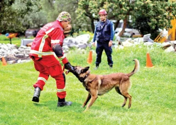 Entrenan a perros rescatistas en la UNAM