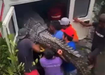 Tras huracán John, cocodrilos salen a calles de Oaxaca