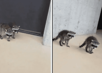 Mapaches ‘asisten a clases’ en UNAM y se hacen virales