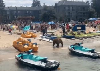 Turistas se encuentran con un oso negro en playa de South Lake Tahoe