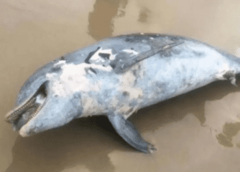 Encuentran a delfín muerto en una playa de Tamaulipas