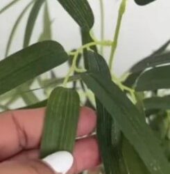 Tras 4 años, mujer descubre que su planta es artificial