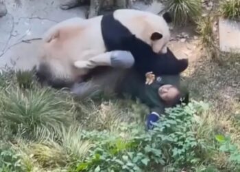 Panda atacó a su cuidadora en el zoológico, en un momento aterrador captado en video