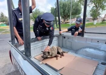 Policías auxilian a un perrito atropellado para salvarle la vida