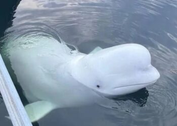 La ballena conocida como “espía rusa” fue asesinada a tiros en Noruega