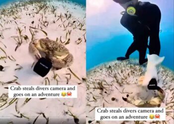 Cangrejo toma una cámara submarina y se vuelve sensación, como un blogger