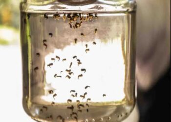 Casos de dengue suben; casi 6 mil confirmados en una semana