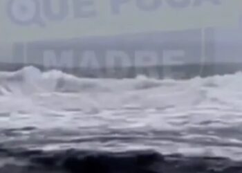 Cocodrilos al mar; John lleva manglares a playas de Oaxaca